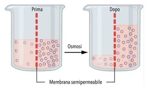 osmosi muri